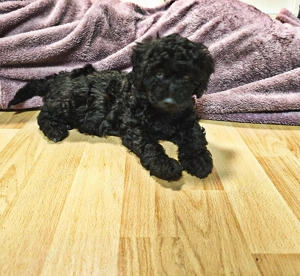 Maltipoo Welpe Blacky