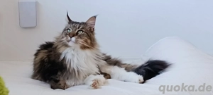 Dringender Verkauf einer Maine-Coon