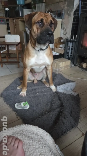 bärli sucht sein Zuhause 