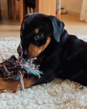 Deutscher Pinscher Welpe reinrassig Rüde