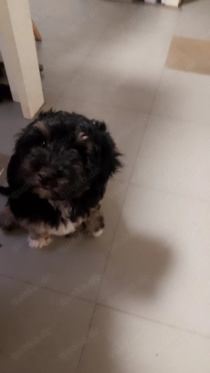 Zwergpudel, weiblich, 3 Monate alt.