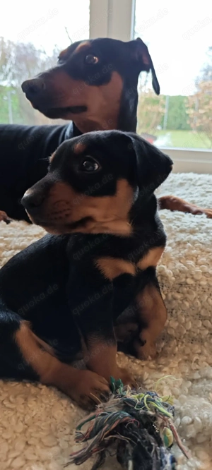 Deutscher Pinscher Welpe reinrassig Rüde