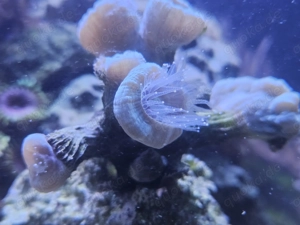 Caulustrea furcata mint