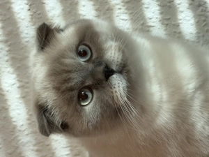 9 Monate junge Katze 