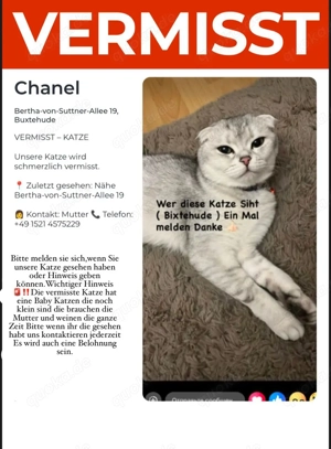 Katzen Mama vermisst 