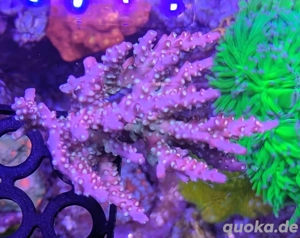 Korallen Ableger Acropora Mango Garden, Four Seasons, andere Bild 5