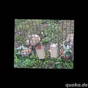 zwei Böcke zuverkaufen 