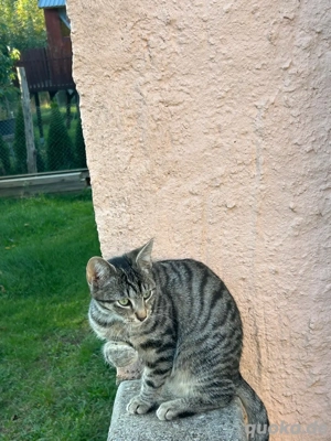 4 wunderschöne katzen suchen noch ein zu Hause 