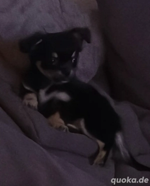 Chihuahua Welpe Langhaar Black Tan