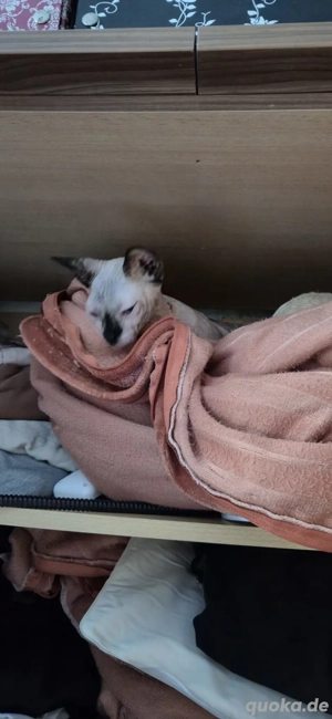 Junge Canadian Sphynx Katze sucht ein neues Zuhause 