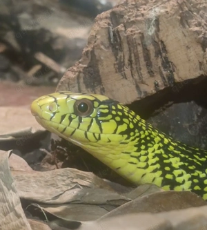 Kletternattern Elaphe carinata 