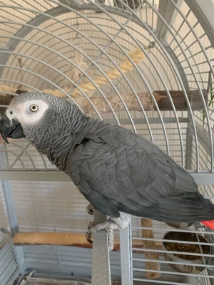 Papageien mit papiere 