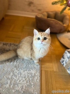 Letztes Reinrassige BKH Kitten 