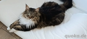 Maine-Coon Kater