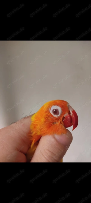 Pfirsichköpfchen Paar Bild 4