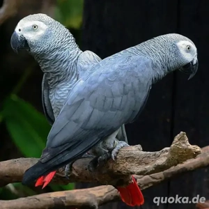 Kongo-Graupapageien zu verkaufen