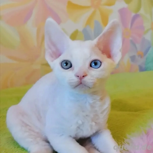 Süße Devon Rex Schneebälle