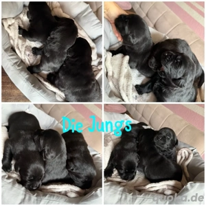 Labrador- Golden Retriever Welpen 