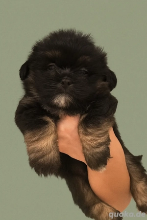 Shitzu Zwergspitz Welpen