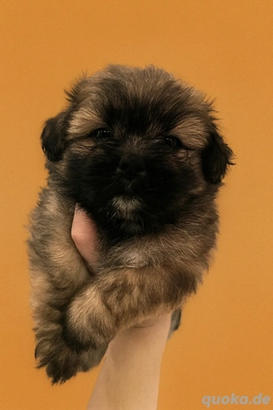 Shitzu Zwergspitz Welpen