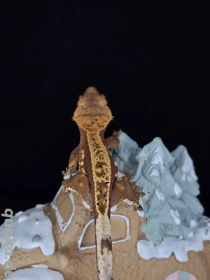 Correlophus ciliatus pos. 2.0 Kronengecko ! Poly !