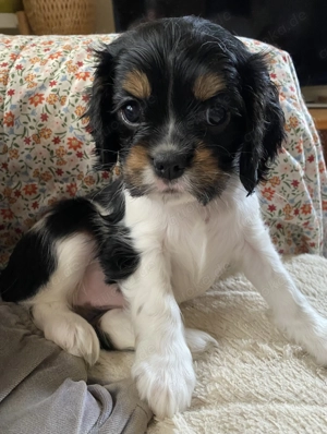 Tricolor Cavalier Hündin 