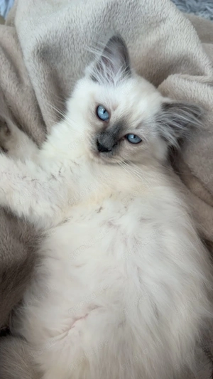 Heilige Birma Kätzchen Birmakatzen Birma Kater