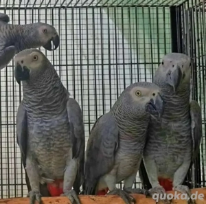 sprechende Papageien (männlich und weiblich)