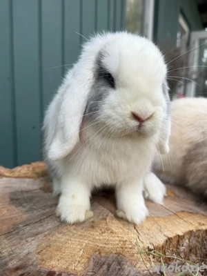 mini lop minilop zwergkaninchen zwergwidder