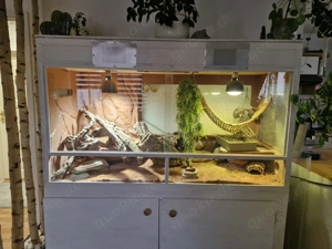 Bartagamen plus Terrarium abzugeben 