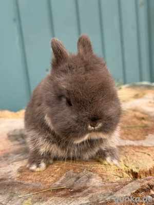 farbenzwerg farbenzwerge