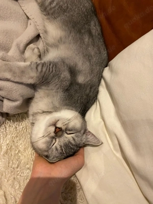 British Kurzhaar Kater zu verkaufen 