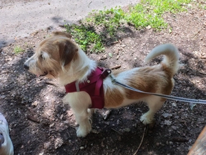 Terrier-Mix sucht seinen Liebhaber ...