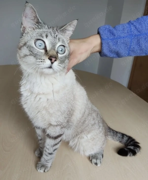 RENÉ- die besondere Katze- sozial, liebenswert, selbstständig