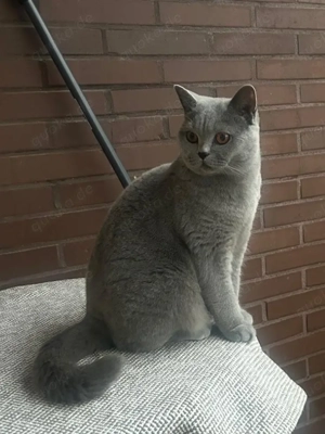 Reinrassige BKH-Katze 2 Jahre mit Stammbaum