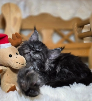 Maine Coon, diese wunderschöne Tiere sind jetzt zum Reservierung frei