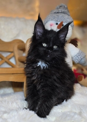Maine Coon, diese wunderschöne Tiere sind jetzt zum Reservierung frei