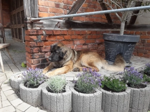 Lotte Leonberger sucht neues Zuhause, Hündin, 3 Jahre