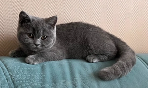 BKH Männchen in Gute Hände abzugeben 