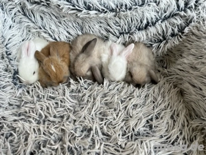 Mini loop Zwergwidder Zwergkaninchen Kaninchen 