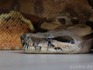 1.0 Boa constrictor | Hypo het. Blood & VPI+ (BerryBlood & Pink Panther) | Abgottschlange