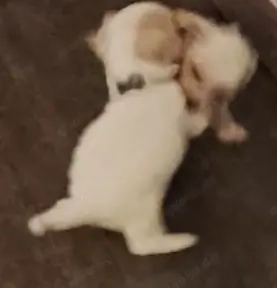 Malteser-Havaneser Welpen