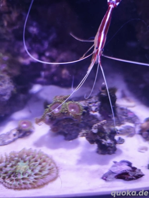 Meerwasser Korallen Sinularia Zoanthus