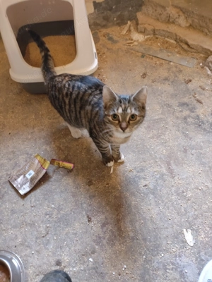 Europäisch Kurzhaar Kitten