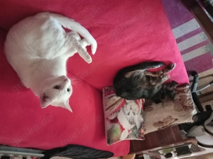 Suche Hündin Welpe bis 16 Wochen 