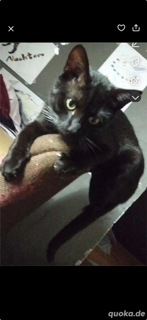 Kater dringend abzugeben       