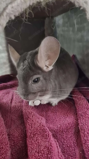 (reserviert) Chinchilla Notfallvermittlungshilfe sucht ein neues Zuhause für Chip