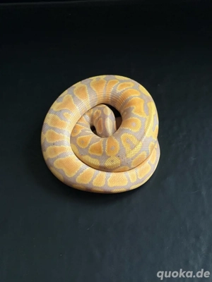 zur Abgabe 0.1 Banana YB DNZ 25 