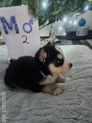Siberian Husky Alaskan Malamut welpen
