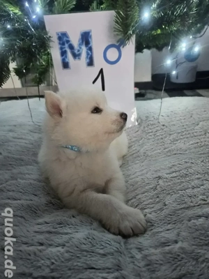 Siberian Husky Alaskan Malamut welpen